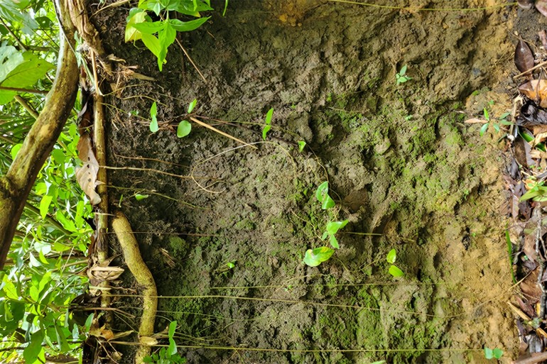 Amazonian dark earth (ADE) soil profile. Note that there is a black and a yellow layer. ADE corresponds only to the black layer CREDIT Luís Felipe Guandalin Zagatto