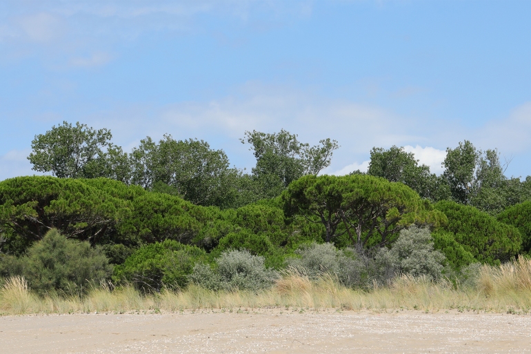 typical southern European vegetation called Macchia Mediterranea with sand and bushes and trees in the background; Shutterstock ID 2179899227; purchase_order: aljazeera ; job: ; client: ; other: