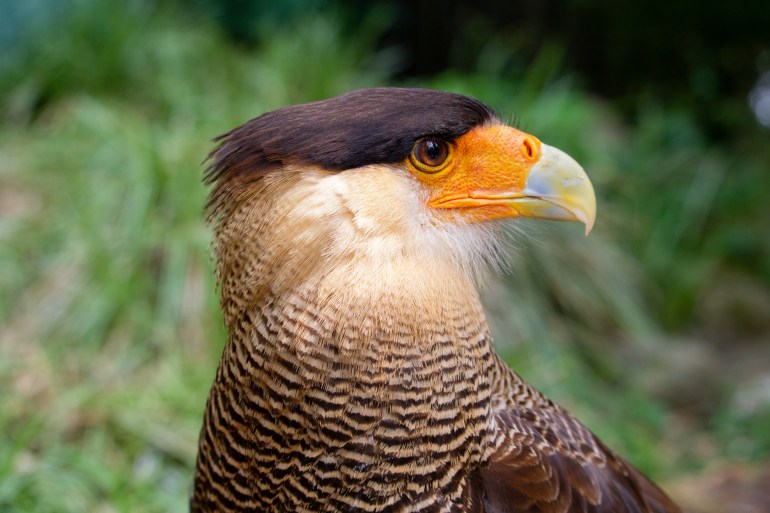 The northern crested caracara (Caracara cheriway), also called the northern caracara and crested caracara, is a bird of prey in the family Falconidae.