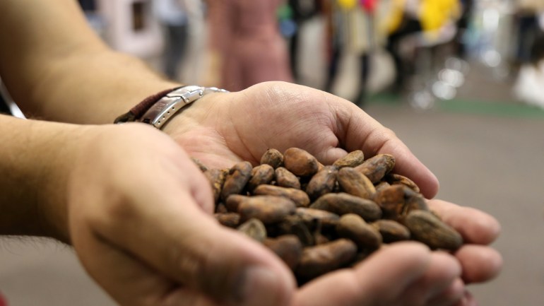 Chocoshow Chocolate Fair in Bogota- - BOGOTA, COLOMBIA - NOVEMBER 23 : Cocoa beans are seen during the