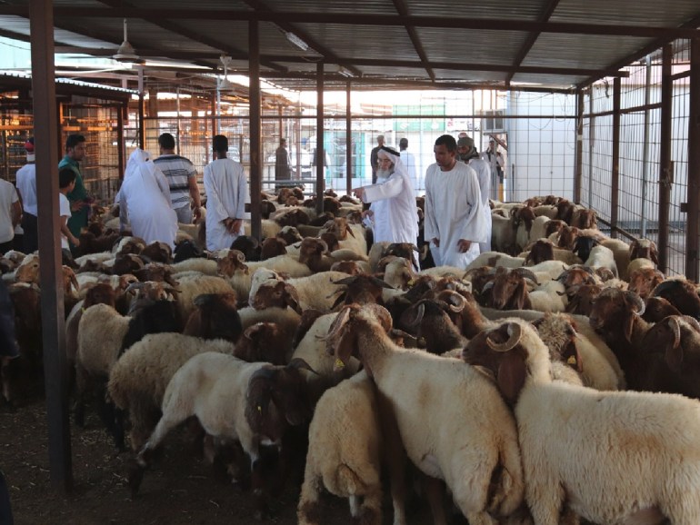 الخروف المحلي والسوري الأكثر جذبا لمشتري الأضحية