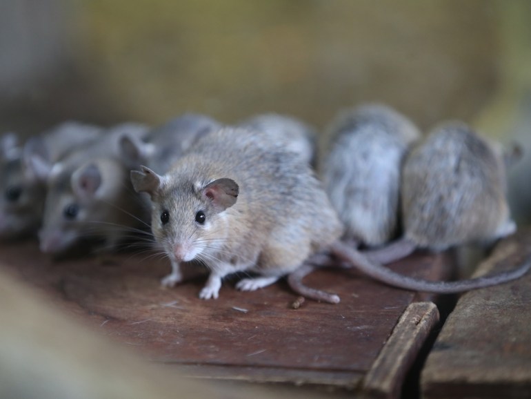 Endangered spiny mouses in Turkey's Bursa- - BURSA, TURKEY - NOVEMBER 29: A spiny mouse, one of the endangered animal species, is seen at the Bursa Metropolitan Municipality Zoo in Bursa, Turkey on November 29, 2018. These spiny mouses are generally found in Turkey's Mersin provinces and around Silifke and Cukurova districts.