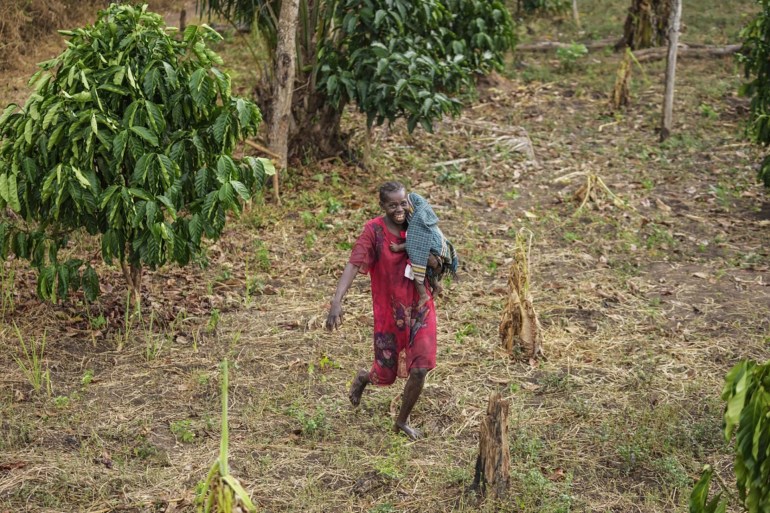 Catherine Bashiama, a farmer, walks through her coffee plantation that grows excelsa beans near Nzara, South Sudan on Sunday, Feb. 16, 2025. (AP Photo/Brian Inganga)