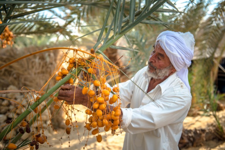 تقرير التمر المشترك - التمور في مصر - A man from Siwa collects dates, Siwa, Egypt November 2012; Shutterstock ID 1257114232; Department: AJA net