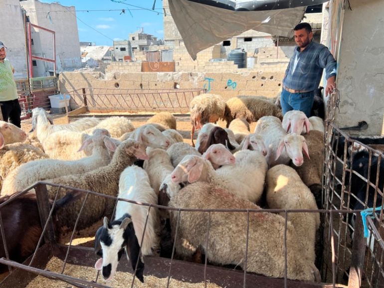 مع اقتراب عيد الأضحى والشحّ الكبير في المواشي وارتفاع أسعارها الفاحش تحول موسم الأضاحي إلى مشهد رمزي